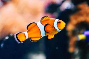 弓弦之韵，心之所向：射箭赛场上的心理博弈与巅峰成就