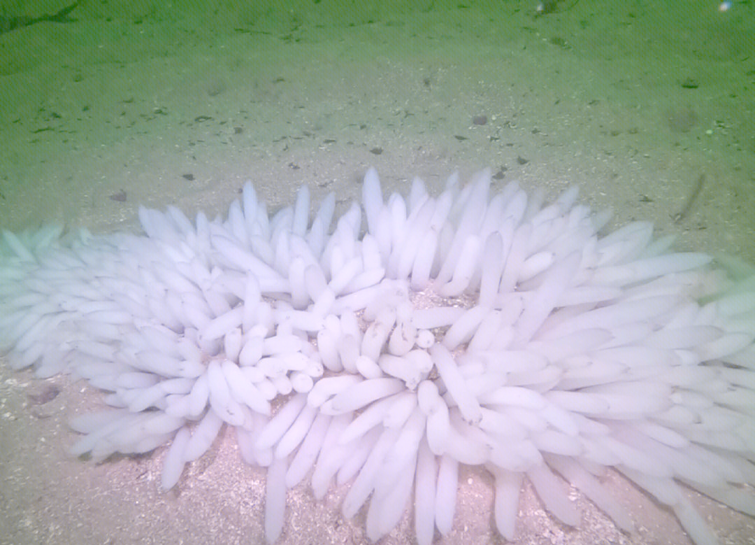 爱游戏vip注册-蒙特雷新星爆发，挑战阿尔艾因防线坚固